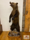 Inland Grizzly approx. 6' tall