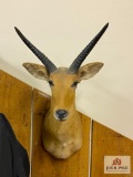 African mountain reed buck