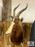 African Blesbuck
