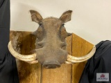 African Warthog approx. 10