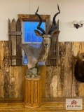 African Kudu; in SCI record books