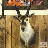 African Eland; in SCI record books