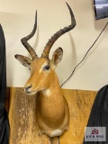 African Impala - in SCI record books