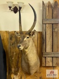 African Water Buck - in SCI record books