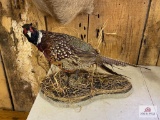 Ringneck Pheasant Mount