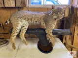Bobcat Mount