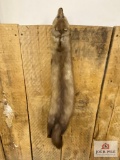 Mink or fox pelt