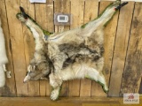 Gray wolf skin rug
