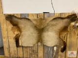 Elk hide (rear from a completed mount)