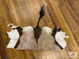 Eland hide (rear remnant from mount)