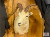 NW Territory Dahl's Sheep