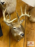 Eastern US Whitetail Mount (10 pt)