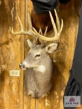 Eastern US Whitetail Mount (12 pt)