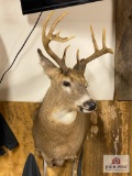 Eastern US Whitetail Mount (11 pt)