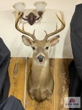 Eastern US Whitetail Mount (10 pt)