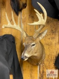 Eastern US Whitetail Mount (14 pt)