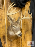 Eastern US Whitetail Mount (10 pt)