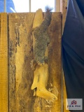 Fox Squirrel mount