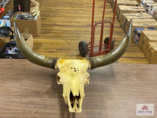 Longhorn skull mount
