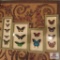Real mounted butterfly collection