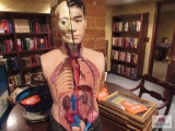 Bust model of Human Anatomy