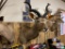 [196] Kudu Mount