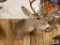 [201] 8-Point Whitetail Mount