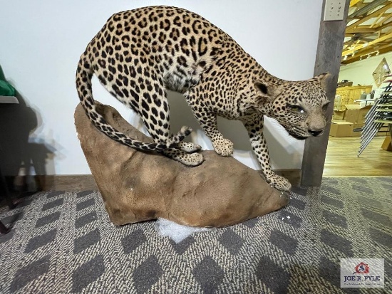 [204] Leopard Mount