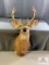 [105] 8-pt Whitetail Buck Shoulder Mount