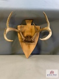 [106] 8-pt Whitetail Buck Skull Mount