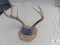 6-Point Antler Mount.