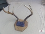 6-Point Antler Mount.