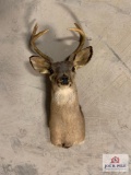 [201] Whitetail Deer Mount - 6pt