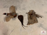 [202] Two Game Bird Mounts