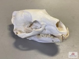 [203] Bleached Bear Skull