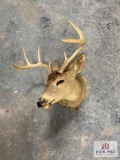 [205] Whitetail Deer Mount - 8pt