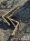 Forklift Forks