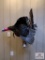 [232] Merriam's Turkey Gobbling Pose Wall Mount (1)
