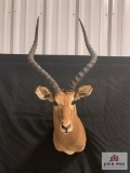 [230] Impala Mount