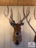 [233] Rusa Stag Shoulder Mount (2)