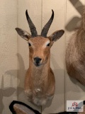 [240] Reed Buck Shoulder Mount (9)