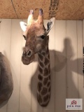 [249] Giraffe Neck Mount (18)