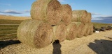 BEAN STRAW BALES- NO RAIN- WERE SHEDDED