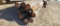 (12) WOOD FENCE POSTS 7'-10' LENGTHS