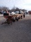 Case 5 bottom plow