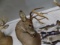 Whitetail Deer Shoulder Mount