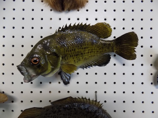 Bluegill Mount