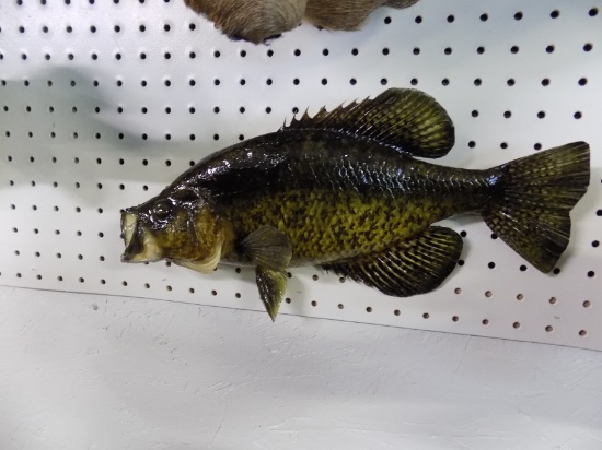 Black Crappie Mount