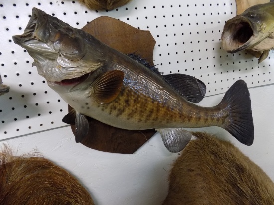 Smallmouth Bass Mount