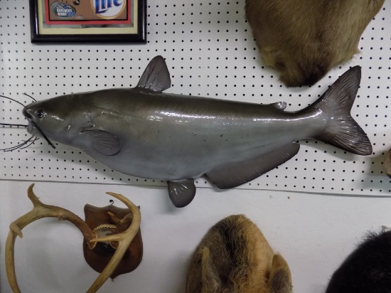 Blue Catfish Replica Mount